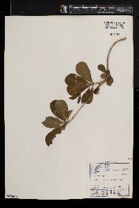 Pavetta gardeniifolia image