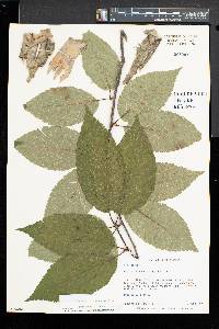 Betula alleghaniensis image