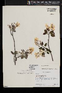 Amelanchier laevis image