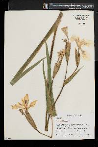 Iris pseudacorus image