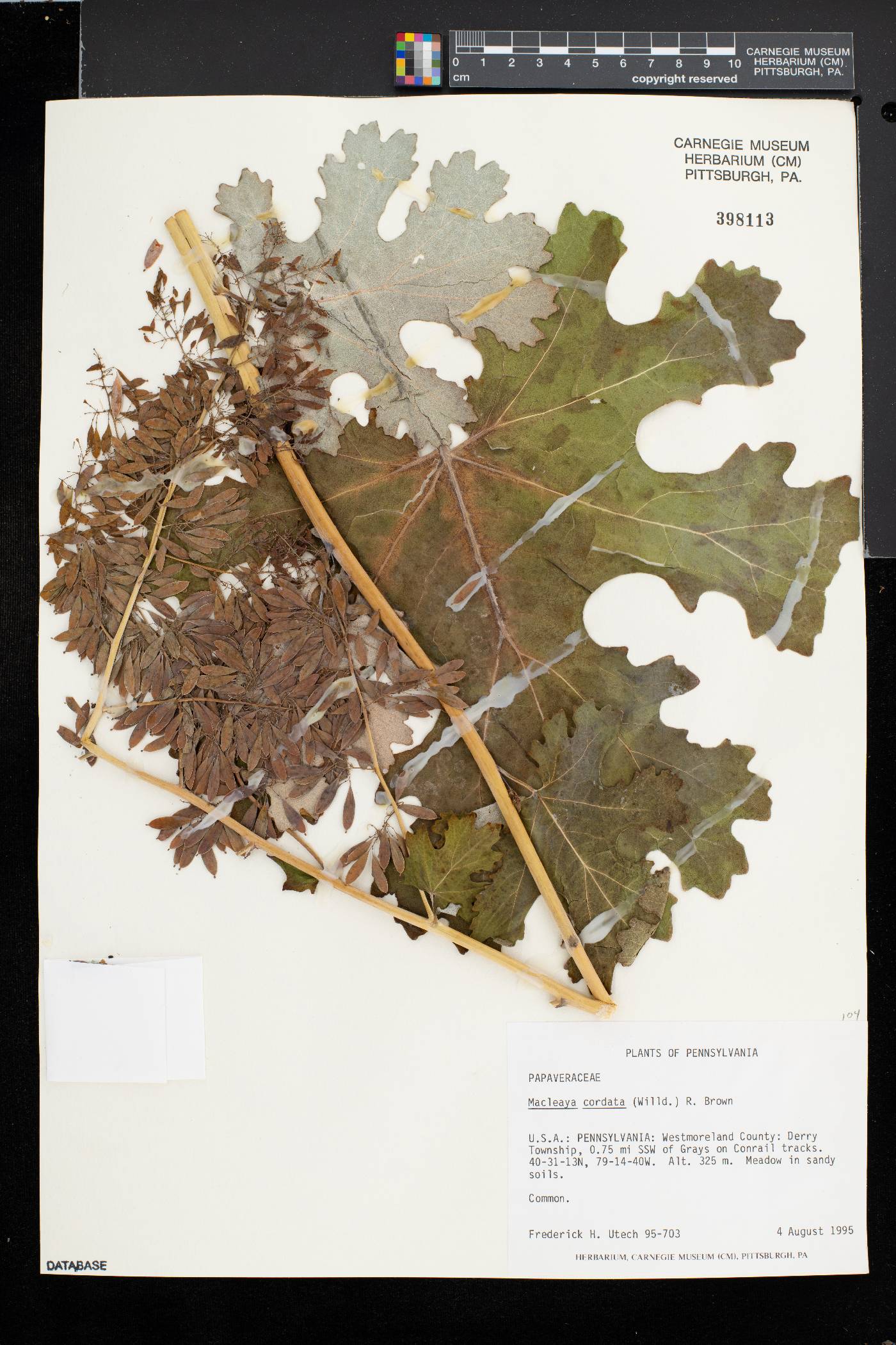 Macleaya cordata image