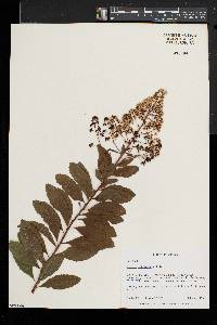 Spiraea latifolia image