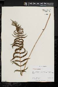 Thelypteris palustris var. pubescens image