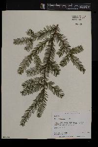 Taxus canadensis image