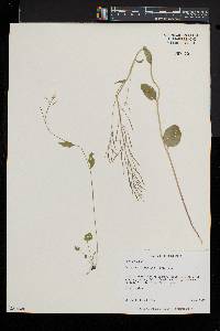 Cardamine bulbosa image