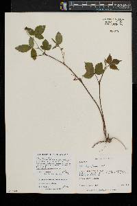 Rubus serratus image