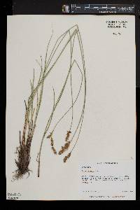 Carex prairea image