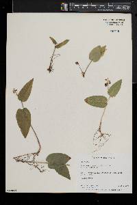 Maianthemum canadense image