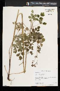 Thalictrum pubescens image