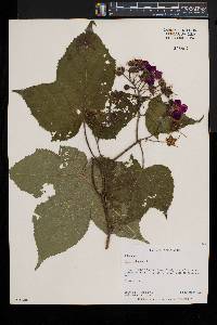 Rubus odoratus image