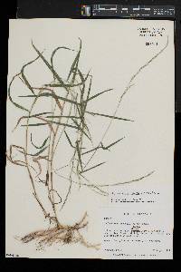 Muhlenbergia sobolifera image