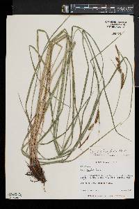 Carex haydenii image