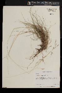 Deschampsia flexuosa image