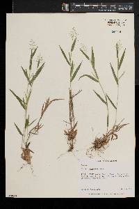 Dichanthelium acuminatum subsp. columbianum image