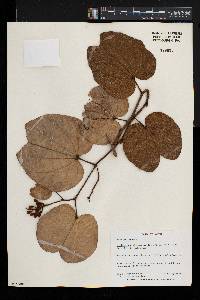 Bauhinia thonningii image
