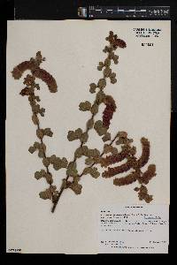 Humularia drepanocephala var. drepanocephala image