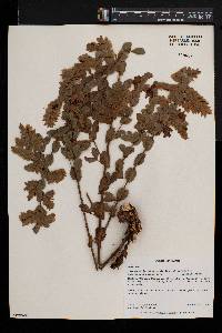 Humularia drepanocephala var. drepanocephala image