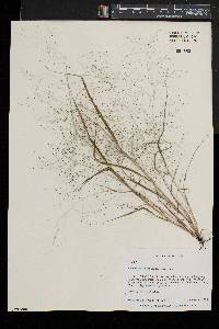 Eragrostis capillaris image