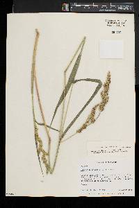 Echinochloa muricata var. microstachya image