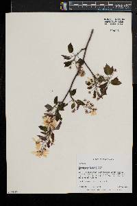 Amelanchier laevis image