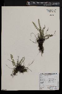 Asplenium stoloniferum image