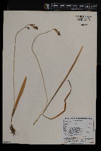 Ornithogalum graminifolium image