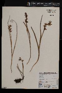 Wurmbea elatior image