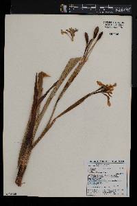 Moraea spathulata image