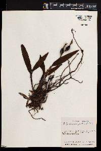 Epidendrum pallens image