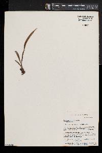 Polytaenium lineatum image