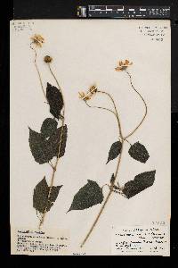 Lipotriche scandens subsp. scandens image