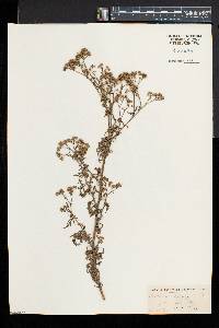 Parthenium hysterophorus image