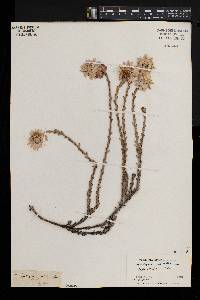 Helichrysum imbricatum image