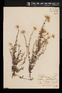 Helichrysum lepidissimum image