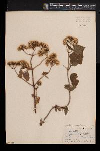 Ageratina adenophora image