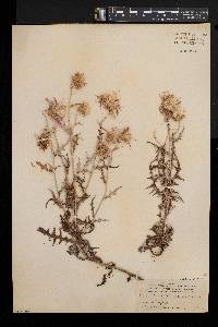 Galactites tomentosa image