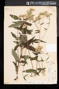 Eupatorium pilosum image