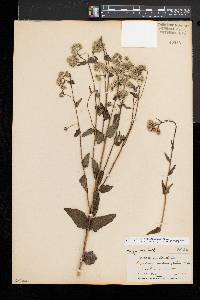 Eupatorium pilosum image