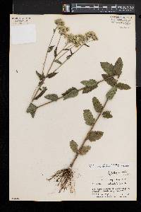 Eupatorium pilosum image