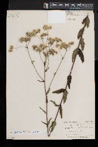 Eupatorium pilosum image