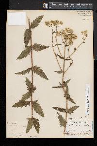 Eupatorium pilosum image