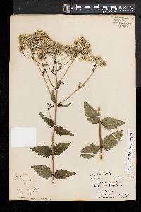 Eupatorium pilosum image