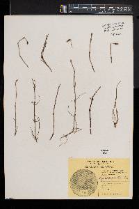 Equisetum pratense image