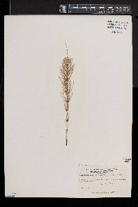 Equisetum pratense image