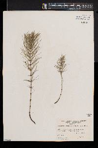 Equisetum pratense image