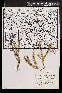 Lycopodium annotinum image