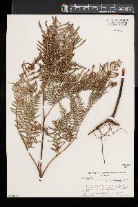 Pteridium aquilinum subsp. pseudocaudatum image