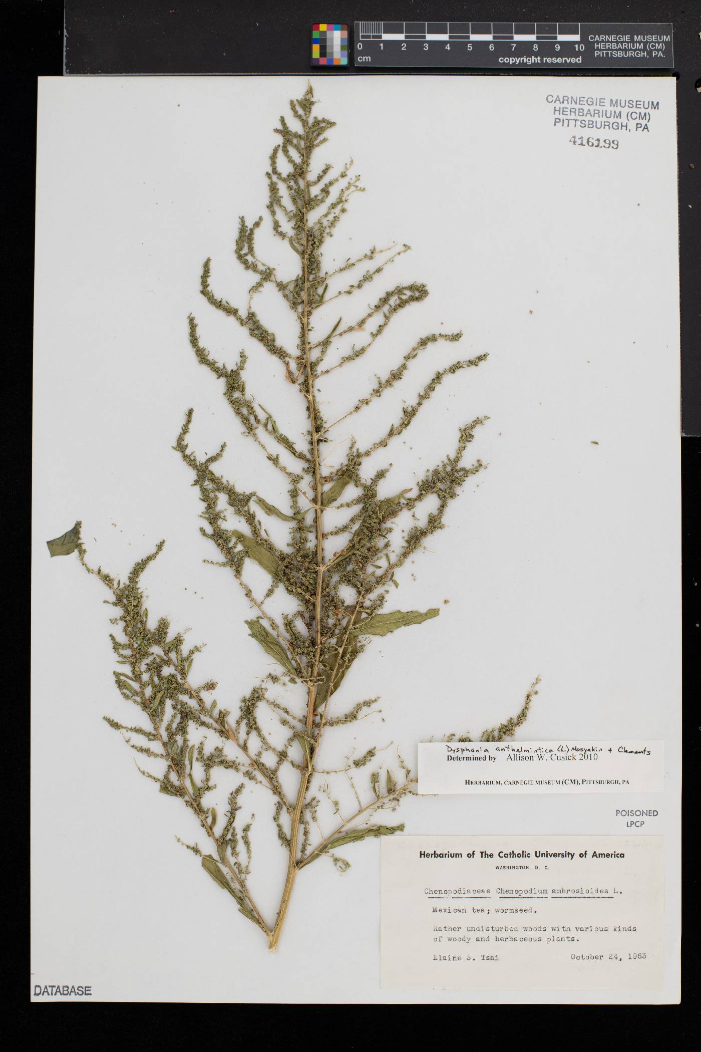 Dysphania anthelmintica image
