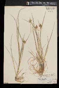 Carex viridula image