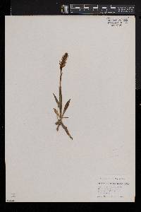 Spiranthes romanzoffiana image